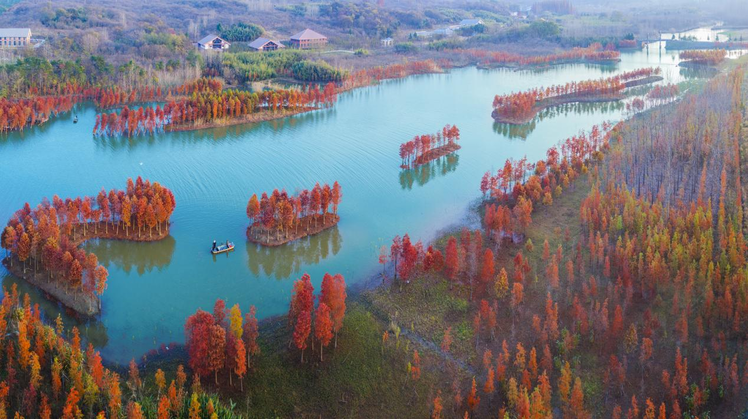 盱眙县：千亩水杉林 醉美天泉湖