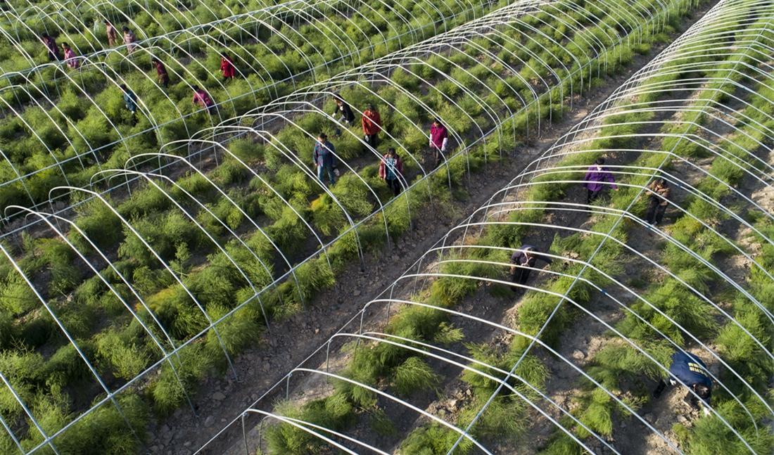 全省最大芦笋基地